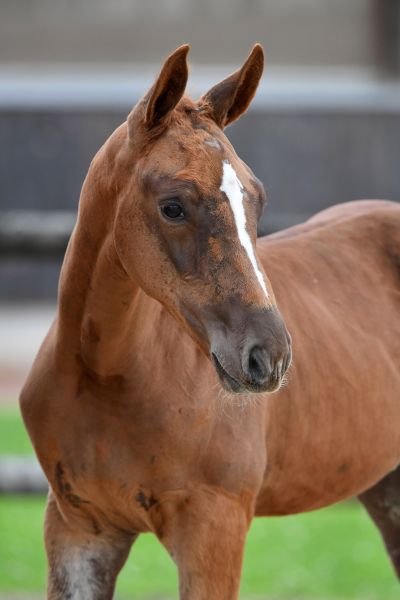 pinta-de-reve-z pinta-de-reve-z