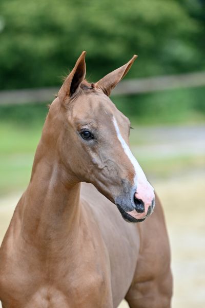 chica-ebh-z chica-ebh-z