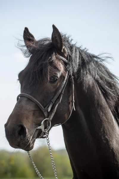 can-i-ghp-z-8 can-i-ghp-z-8