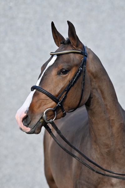 alice-rl-z alice-rl-z