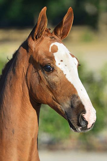 veulenskop2020website44 veulenskop2020website44