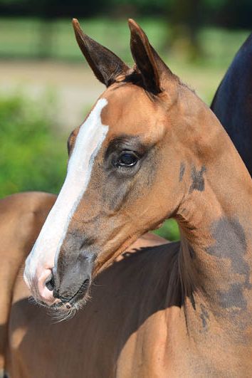 veulenskop2020website49 veulenskop2020website49