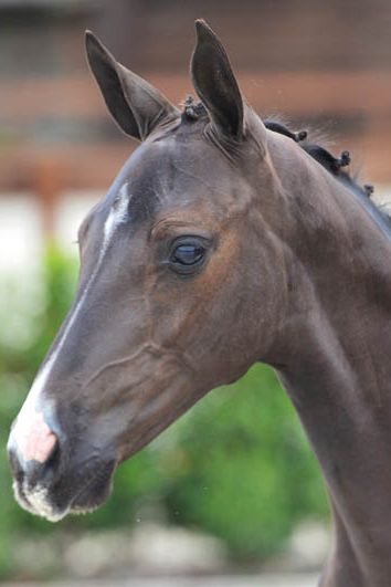 veulenskop2020website55 veulenskop2020website55