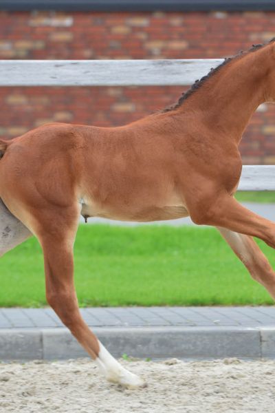 veulens2020voorwebsite62 veulens2020voorwebsite62