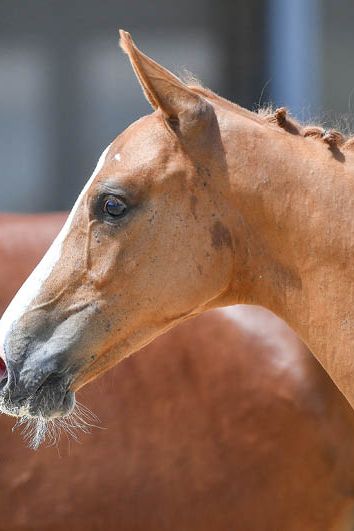 veulenskop2020website75 veulenskop2020website75