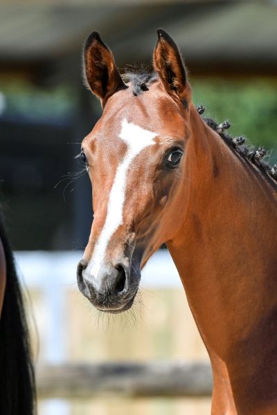 024-tangelino-meniljean-z5s31705-1-large 024-tangelino-meniljean-z5s31705-1-large