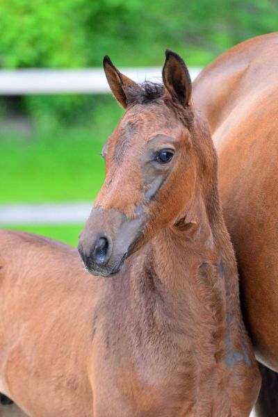 codex-naba-3 codex-naba-3