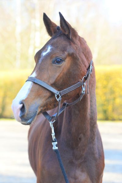 agaminka-van-de-remer-z-22 agaminka-van-de-remer-z-22