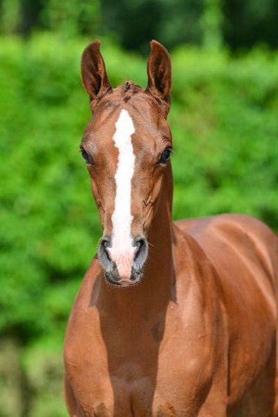 z-2019-04068 z-2019-04068