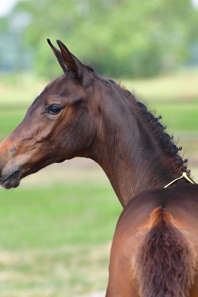 ozette-bloom-2 ozette-bloom-2