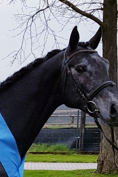 leander-lj-z-30 leander-lj-z-30