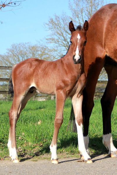 eaton-de-hus-z-73 eaton-de-hus-z-73