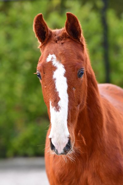 bellissimo-de-tiji-z bellissimo-de-tiji-z