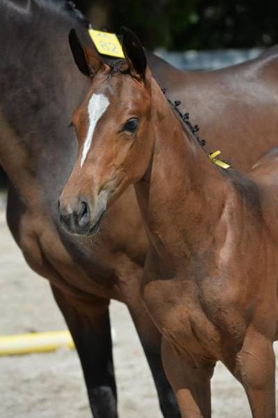 chilli-lady-vd-kruiskuil-z chilli-lady-vd-kruiskuil-z