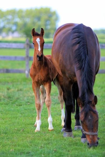 diamant-3-15-51-29 diamant-3-15-51-29