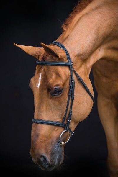 Epleaser van 't Heike Z Epleaser van 't Heike Z