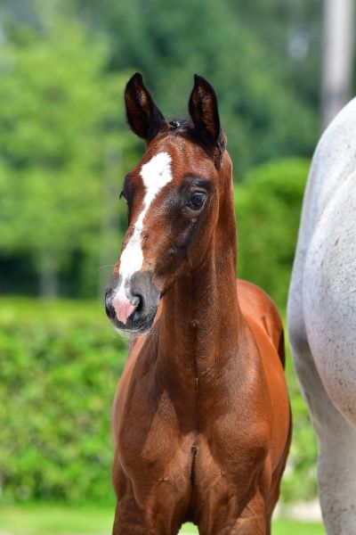 ken-miles-z-38 ken-miles-z-38