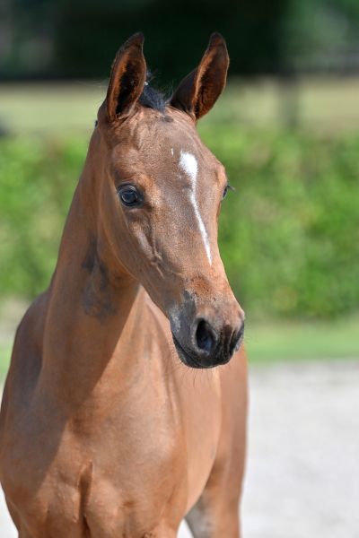 hollywood-t40-z-33 hollywood-t40-z-33