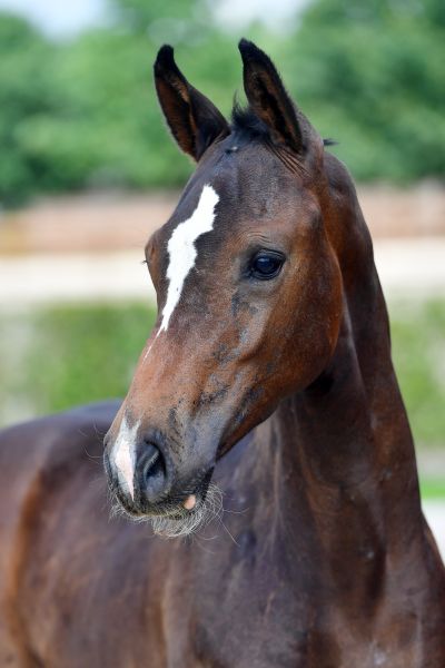 coco-philyra-vv-z-91 coco-philyra-vv-z-91