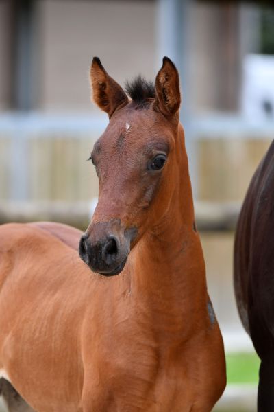 con-costa-tsc-z-36 con-costa-tsc-z-36