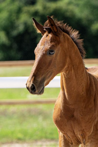 cosa-nostra-sa-z-49 cosa-nostra-sa-z-49