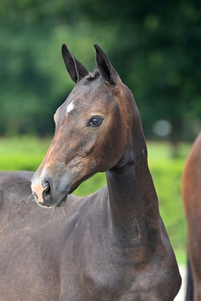 ciao-bella-z-60 ciao-bella-z-60