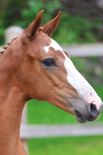 veulenskop2020website70 veulenskop2020website70