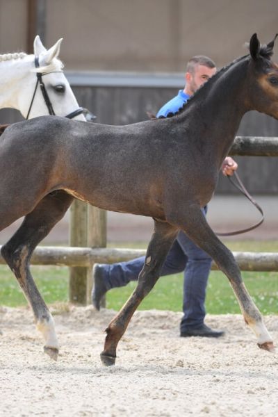 du-rouet-z du-rouet-z