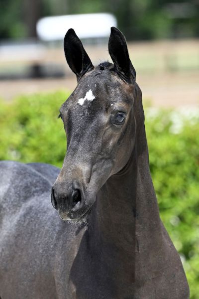 Cito 2000 Z Cito 2000 Z