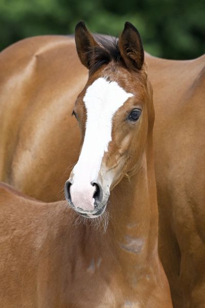 Touch of Magic Z 2 Touch of Magic Z 2