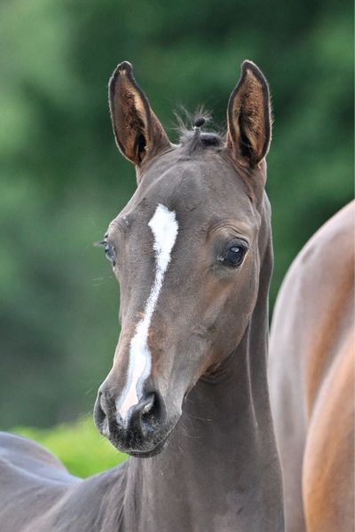 18 Clerans Star CH Z 18 Clerans Star CH Z