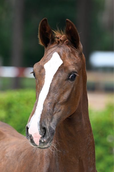 75 Chakira van 't Roosakker Z 75 Chakira van 't Roosakker Z
