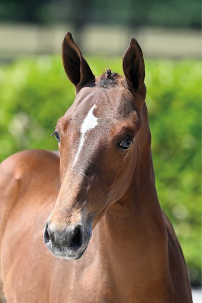 72 Kashback SK Z 72 Kashback SK Z