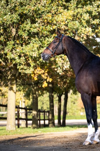 Dacantos Boy Z Dacantos Boy Z