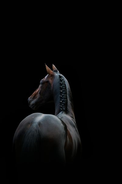 Brunetti Z Brunetti Z