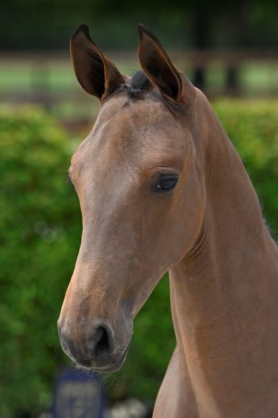 Chacco Blue x Kassander van 't Roosakker Z Chacco Boy vd Eijkhof Z
