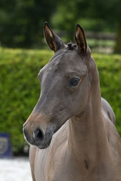 Jaxon de Léau Z Jaxon de Léau Z