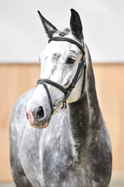 Las Vegas Z Las Vegas Z