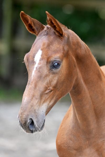 Carthiano Kemp Z Carthiano Kemp Z