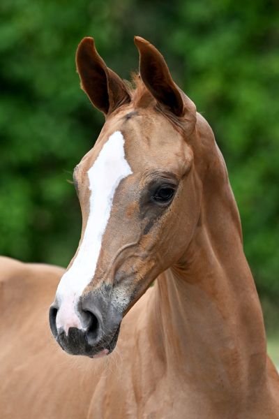 Eckermann vh Ruytinxbos Z Eckermann vh Ruytinxbos Z