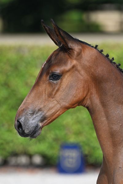 Bandit de Léau Z