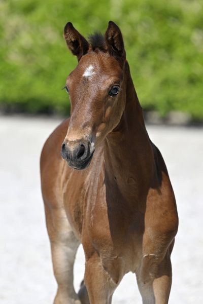 Mistic DMC Z Mistic DMC Z