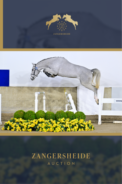 Halito van de Wittert Z