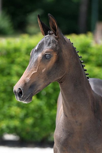 hiquita-2000-z-hoofd hiquita-2000-z-hoofd