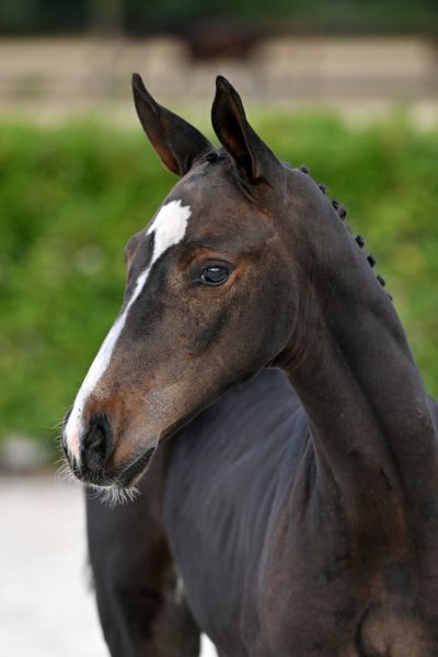 ciao-bella-2000-z ciao-bella-2000-z