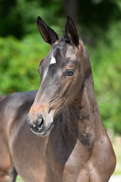 dollar-boy-2000-z-hoofd-large dollar-boy-2000-z-hoofd-large