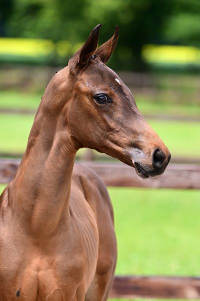 chalisco-blue-hrc-z chalisco-blue-hrc-z