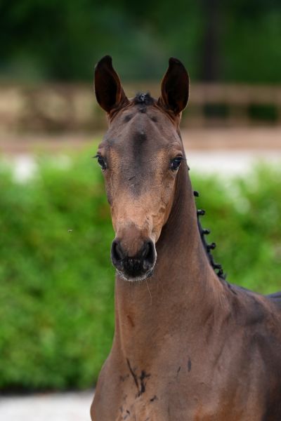 chaccos-lightning-jt-z-7 chaccos-lightning-jt-z-7