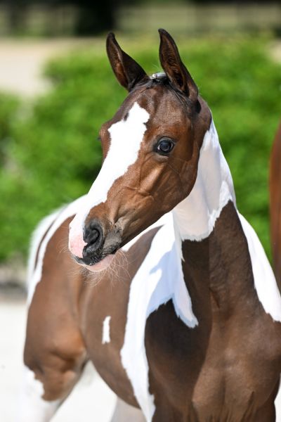 didy-magic-vh-jodinihof-z-58 didy-magic-vh-jodinihof-z-58