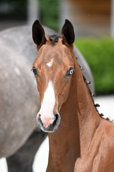 cesar-van-de-roten-z cesar-van-de-roten-z